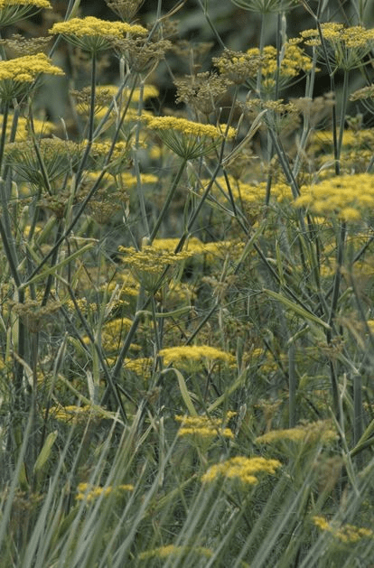 Des images de diffrentes plantes